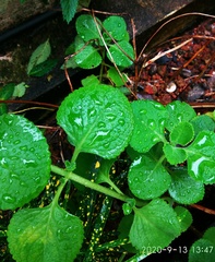 Coleus amboinicus
