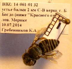 Megachile leachella