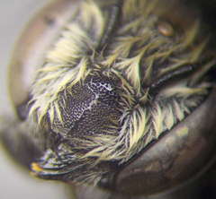 Megachile leachella