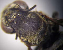 Megachile leachella