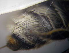Megachile leachella