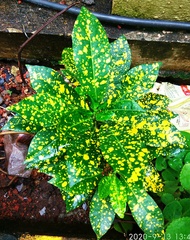 Codiaeum variegatum pictum