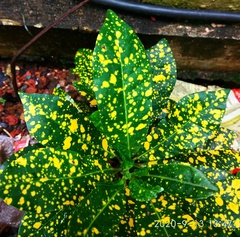 Codiaeum variegatum pictum