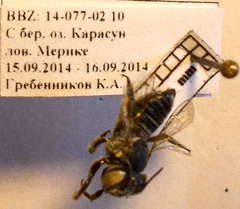 Megachile leachella