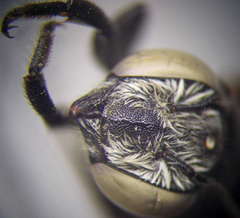 Megachile leachella