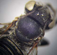 Megachile leachella