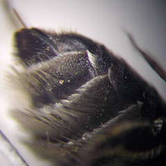 Megachile leachella