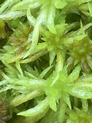 Sphagnum denticulatum