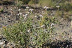 Junellia crithmifolia