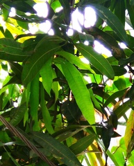Mangifera indica