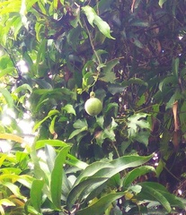 Mangifera indica