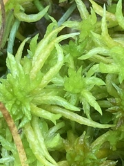 Sphagnum denticulatum
