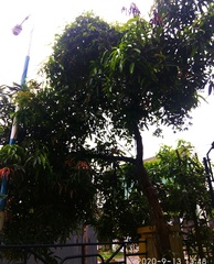 Mangifera indica