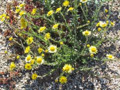 Senecio oederiifolius