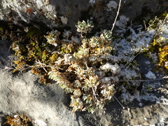 Schivereckia podolica