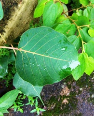 Ficus religiosa