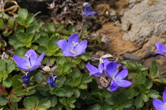 Campanula piperi