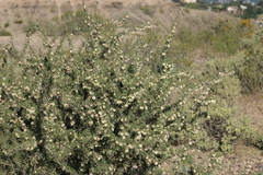 Bougainvillea spinosa