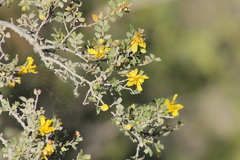 Larrea cuneifolia