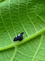 Enchophyllum nigrocupreum