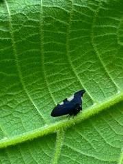 Enchophyllum nigrocupreum