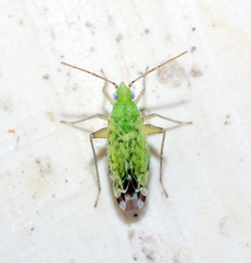 Macrotylus atricapillus