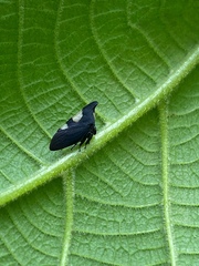 Enchophyllum nigrocupreum