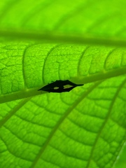 Enchophyllum nigrocupreum