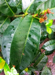 Ixora coccinea