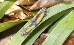 Sphaeropogonia aureatula