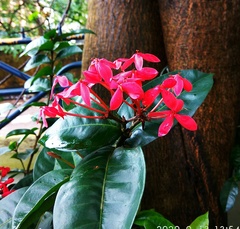 Ixora coccinea