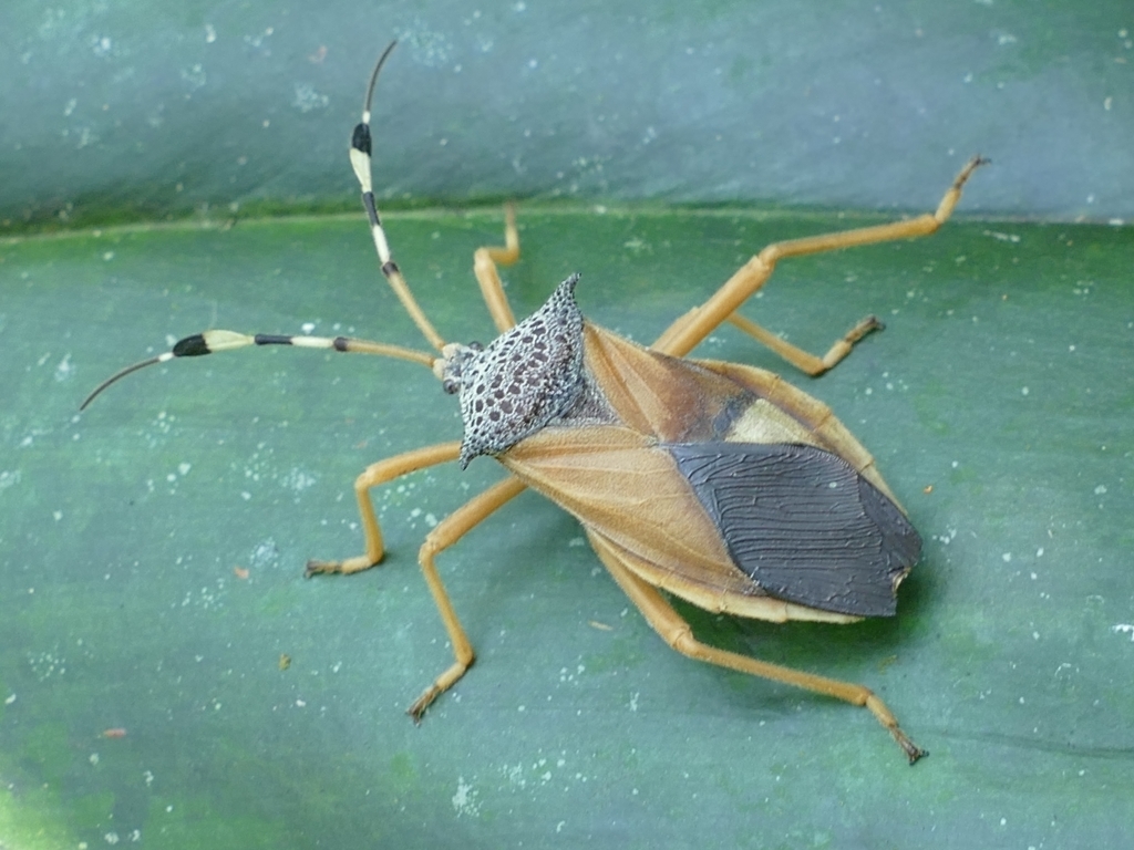 Molchina xantha