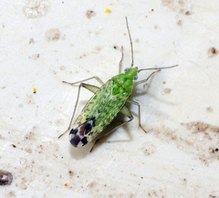 Macrotylus atricapillus