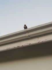 Ptyonoprogne fuligula