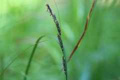 Carex lenticularis