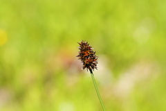 Carex pachystachya