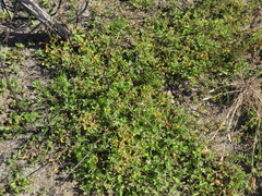 Hermannia multiflora