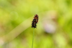 Carex pachystachya