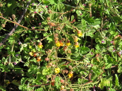 Hermannia multiflora