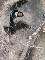 Callosciurus prevostii