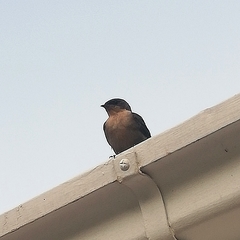 Ptyonoprogne fuligula