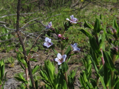 Lobostemon glaucophyllus