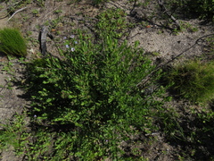 Lobostemon glaucophyllus