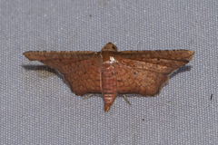 Picrostomastis subrosealis