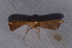 Picrostomastis subrosealis