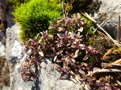 Thymus talijevii paucifolius