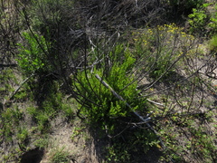 Lobostemon glaucophyllus