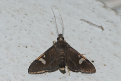 Nosophora