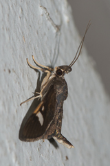 Nosophora