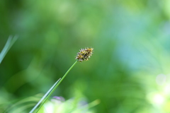 Carex pachystachya